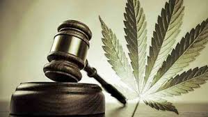 cannabis y legalizar
